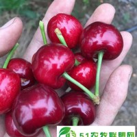 簽合同 朔州紅燈大櫻桃樹(shù)苗供應(yīng)商