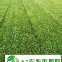 綠化護(hù)坡草坪種子 高羊茅