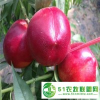 1年苗中油16桃樹(shù)苗種植基地 **基地