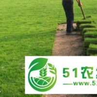 草皮、馬尼拉草坪、農(nóng)戶**