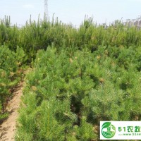 承德市苗木種植*