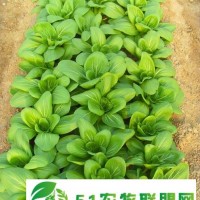 承德市青菜種植價(jià)格