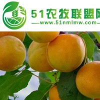 荷蘭香蜜杏樹苗