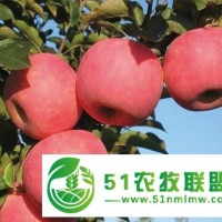 矮化紅富士蘋(píng)果苗栽培技術(shù)的要點(diǎn)