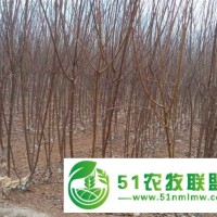 速生苗\速生苗廠家