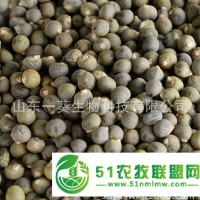 秋葵種子 黃秋葵種子播種 黃秋葵種子種植技術(shù) 黃秋葵播種 黃秋葵種植 黃秋葵種子作用