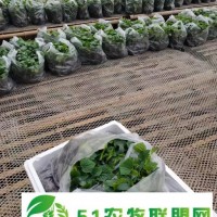 文山黃瓜嫁接苗 德瑞特178黃瓜苗 黑亮黃瓜苗