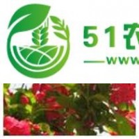 遼寧遼寧紅花王子錦帶