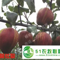 安徽果樹(shù)苗 安徽桃樹(shù)苗 安徽梨樹(shù)苗 梨樹(shù)苗價(jià)格