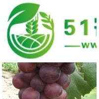 紅巴拉多葡萄苗