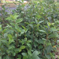 供應(yīng)本地油茶小苗，高州油茶小苗