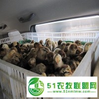 青島笨雞苗紅羽紅毛公雞苗小雞