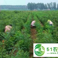 嫁接工人.*嫁接隊(duì).嫁接工