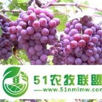 山東紅提葡萄苗