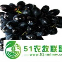 遼寧葡萄苗批發(fā)