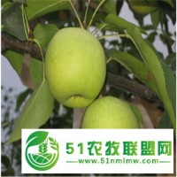 濟(jì)南梨樹苗基地 存活率高