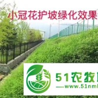 紫花槐種子現(xiàn)在種植