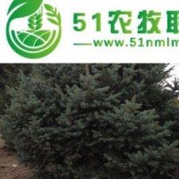 供蘭州紅皮云杉苗和甘肅云杉樹(shù)苗詳情