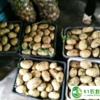當(dāng)前深翻地可防馬鈴薯瘡痂病，寧安勤利馬鈴薯農(nóng)民*合作社小貼士