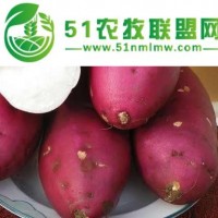 西安紅薯供應 秦薯4號紫紅 皮品質優(yōu)良