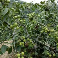 冠核一號-放任樹改造修剪的步驟