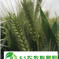 高產(chǎn)抗病抗旱抗赤霉病三抗10號