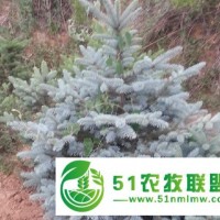 薦 的藍(lán)云杉*