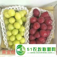 供應(yīng)金華葡萄苗價(jià)格