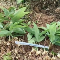 益陽黃精籽育苗種植技術(shù) 三年苗