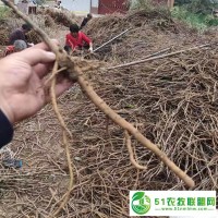 亳州一晨油用牡丹苗子直發(fā)牡丹種苗市場(chǎng)批發(fā)價(jià)格