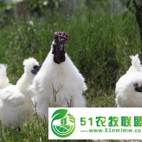 白鳳烏雞苗批發(fā)，竹絲雞苗，快大白鳳烏雞苗，四川白鳳烏雞苗孵化場’