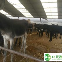 規(guī)?；B(yǎng)驢--驢圈建設(shè)山東順牧養(yǎng)殖場