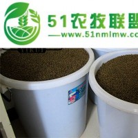 黃秋葵種子什么品種好