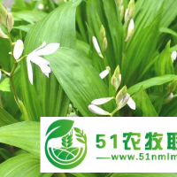 湖北鑫希望生態(tài)農(nóng)業(yè)黃精種植，多重扶持讓優(yōu)勢不言而喻