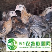 泊頭市昆澤家庭農(nóng)場培育土雞苗，青年土雞苗，脫溫土雞苗