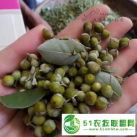 怎么種蔓荊子苗展示 嘉興蔓荊子苗