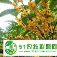 重慶水果苗,南充水果苗種植,孟興農(nóng)業(yè)開發(fā)