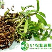 仙斛蘭韻霍山鐵皮石斛種苗