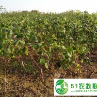 大量供應(yīng)臺(tái)灣大青棗苗，占地苗，直生苗，蜜絲棗苗，毛葉棗種子，青棗新品種