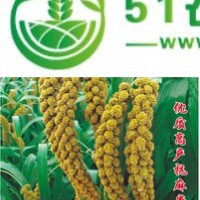 供應(yīng)東昌一號**谷種