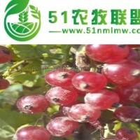 紅加侖果樹(shù)苗 紅豆樹(shù)苗 醋栗苗