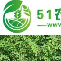 供應(yīng)一、二年生文冠果苗、八方資源網(wǎng)