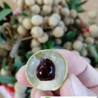 供應(yīng)新品種四季龍眼苗 四季蜜桂圓 四季開花結(jié)果