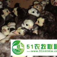 火雞苗**中,價(jià)格實(shí)惠,孵化場(chǎng)**，廖正軍火雞