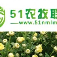 金絲皇菊苗預(yù)售，菊花苗種植技術(shù)指導(dǎo)，杭白菊行情分析