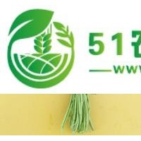 冀薯98紅薯苗 紅薯苗 紅薯 種薯 價(jià)格