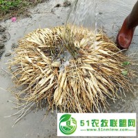 樂山天冬種苗批發(fā) 天門冬 歡迎實地考察