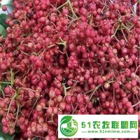 【花椒苗價格】花椒苗的栽培方法
