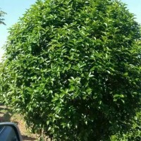 安徽肥西特產(chǎn)苗木叢生桂花，叢生金桂球，叢生紅葉李價(jià)格