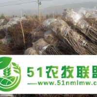 金絲小棗苗批發(fā)價格信息